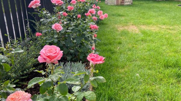 Roses with Well1