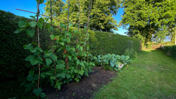 Vegetable Patch1