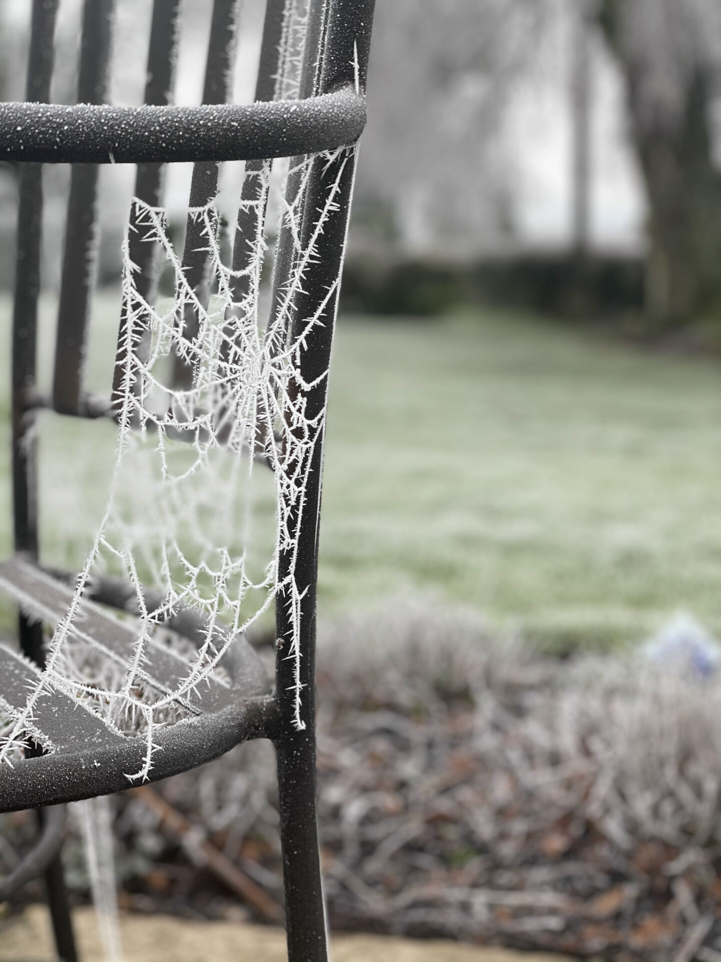 English Cottage Vacation - Spiders Web in Garden