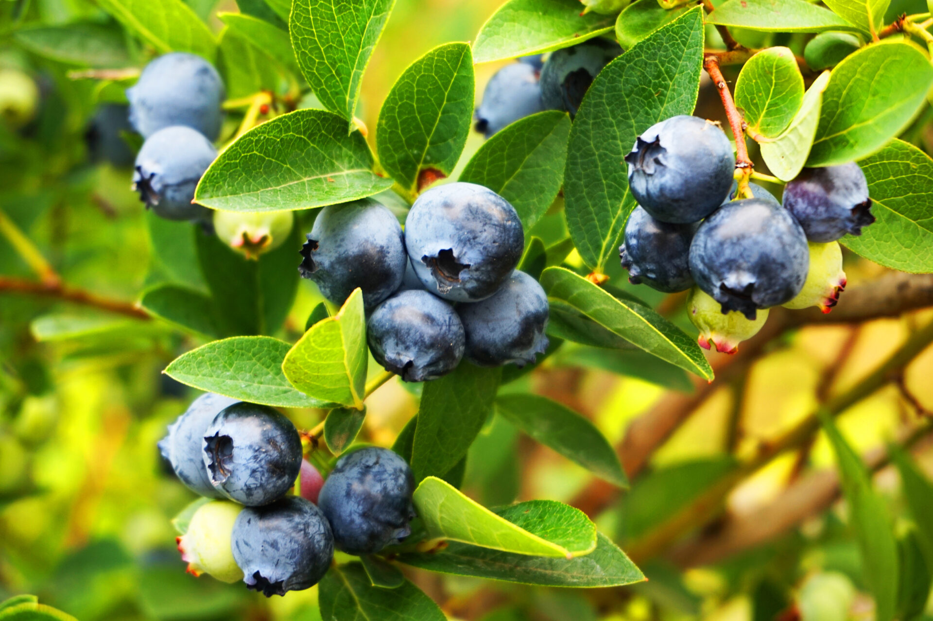 blueberries plant with fruits as nice natural background