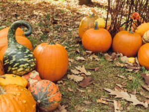 Photo of pumpkins ready to be carved for English Halloween