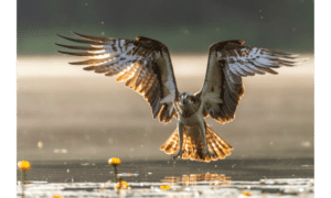 Photograph of an osprey with wings outspread about to catch a fish in water