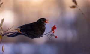 Photograph of a black bird sitting on a branch