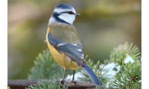 Photograph of a bird to illustrate British bird watching