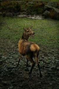 Photo of a red deer which is among the wildlife to be seen on countryside walks in Britain