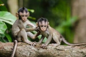 photo of two baby monkeys to illustrate Monkey World which is one of many fun activities for children in Dorset