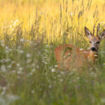 buck deer clearing