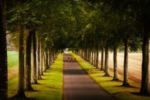 Photo of cyclists riding along a path between trees near Wimborne Minster to illustrate cycling routes in Dorset