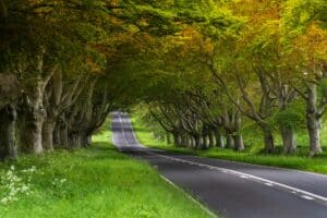 Photo of beech trees forming an arch over the road between Wimborne and Blandford, Dorset