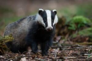 photo of a badger in the wild - a sighting possible on nature tours in Dorset