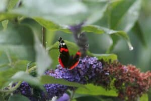 photo of a butterfly in an English meadow