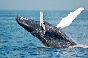 photo of a humpback whale