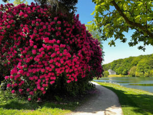 ECV Stourhead in bloom