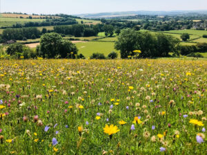 Fontmell Down