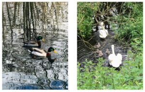 ecv Local scenes collage 6 ducks