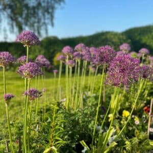 ecv alliums