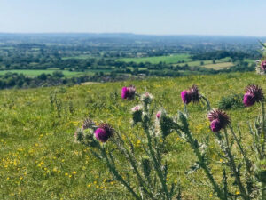 countryside thistles