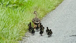 ecv duck and ducklings