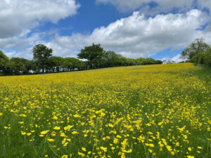 field of daisies