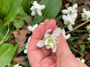 ecv snowdrops 2