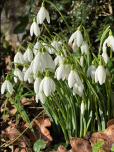 Snowdrops in the garden at Well Cottage
