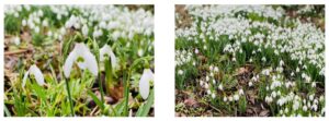 ecv snowdrops 3