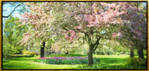 trees bursting with spring blossoms
