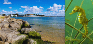 collage of Studland Bay & Seahorse