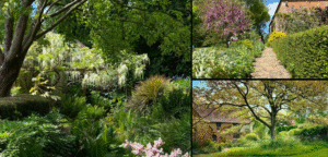 collage showing scenes at East Lambrook Manor Garden
